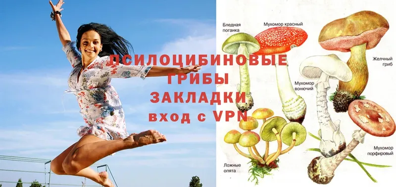 Псилоцибиновые грибы Psilocybe  Ершов 